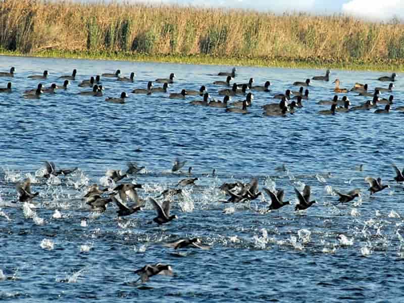 Harike Bird Sanctuary