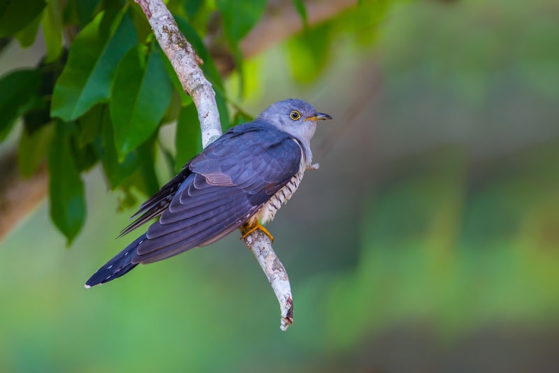 Himalayan Bird Park