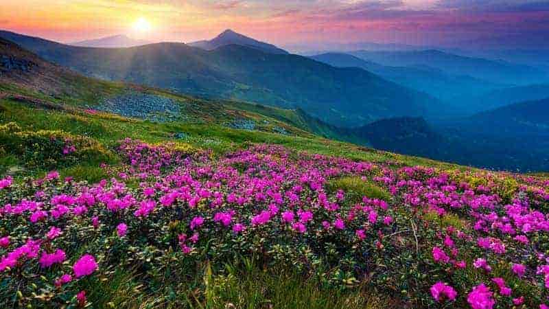 Valley of Flowers Trek