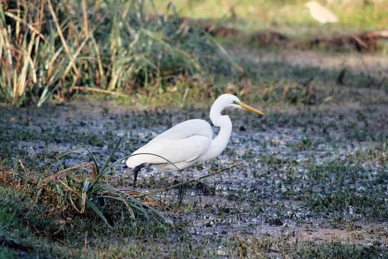 Bharatpur Bird Sanctuary