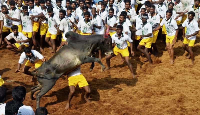 Jallikattu