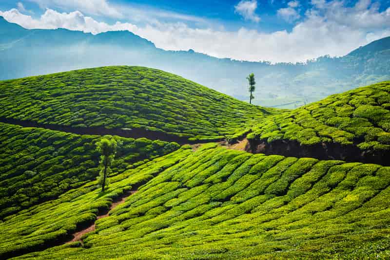 Munnar, Kerala