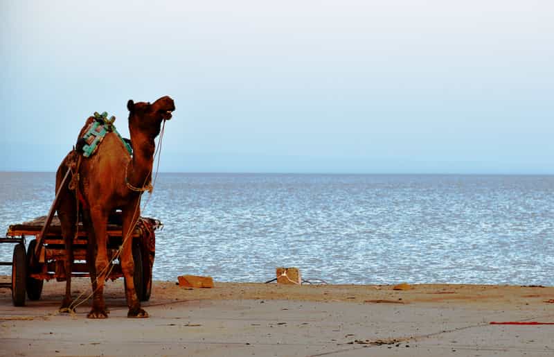 Rann of Kutch