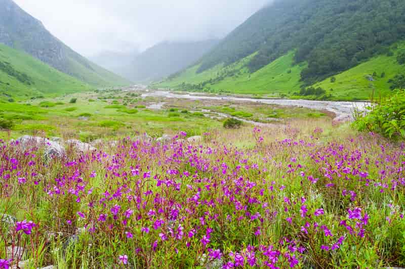 Valley of Flowers