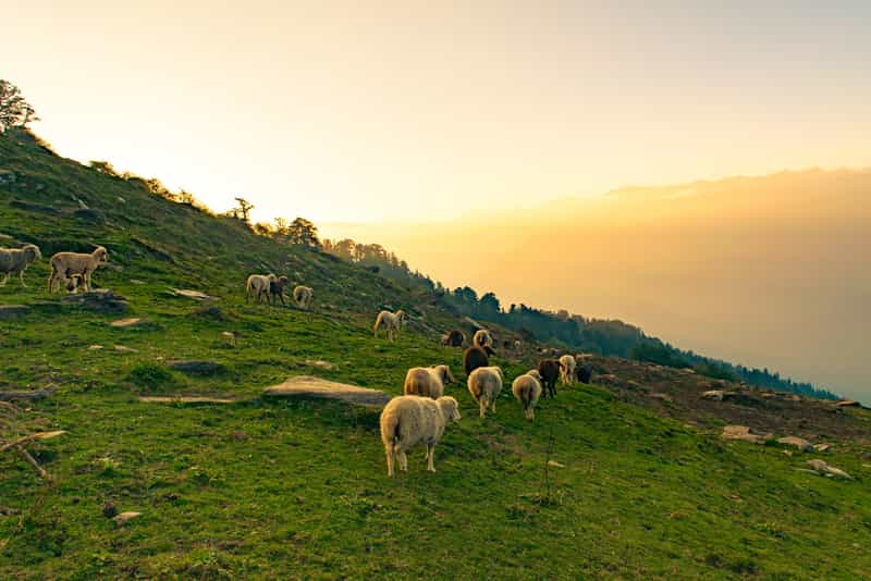 Kheerganga View