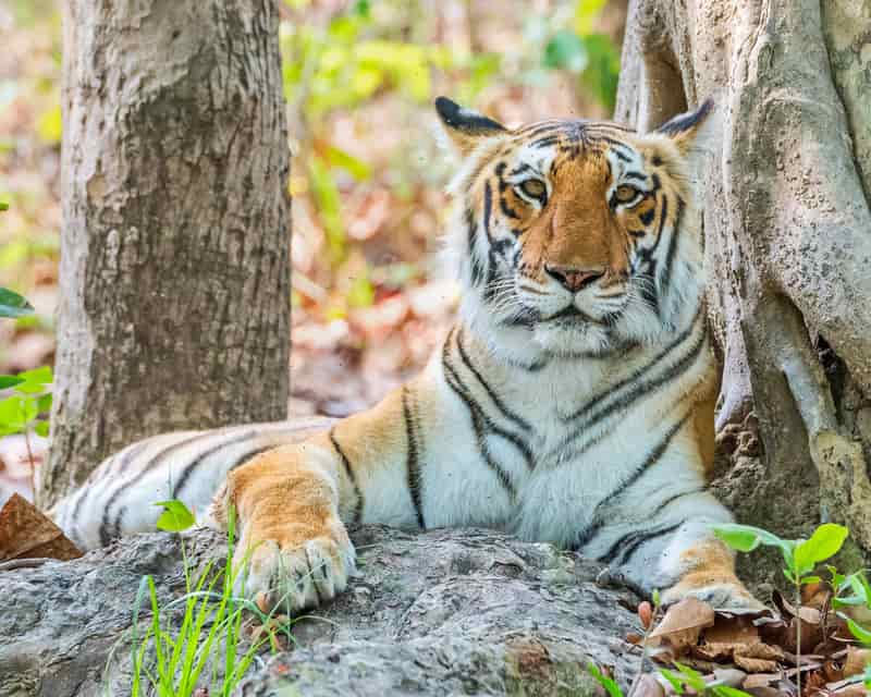 A Royal Bengal Tiger inside the Jim Corbett National Park