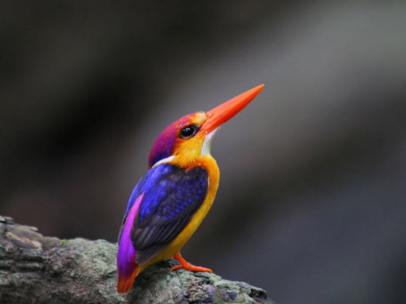 Bird Sanctuary in Mumbai |12 Bird Sanctuaries Near Mumbai | Treebo Blogs