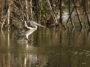 19 Bird Sanctuaries in Bangalore, Bangalore Bird Sanctuaries - Treebo