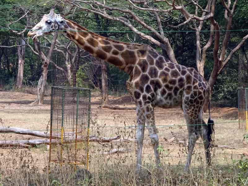 Vandalur Zoo