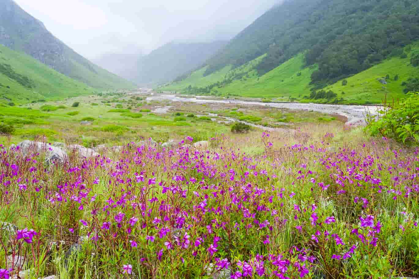 All About the Valley of Flowers, Valley of Flowers Trek