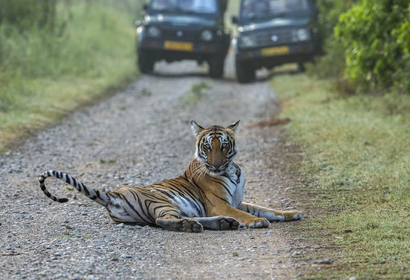 A Tiger at the Park