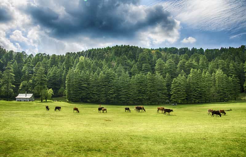 Fields in Dalhousie