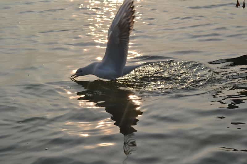 Nalsarovar Bird Sanctuary