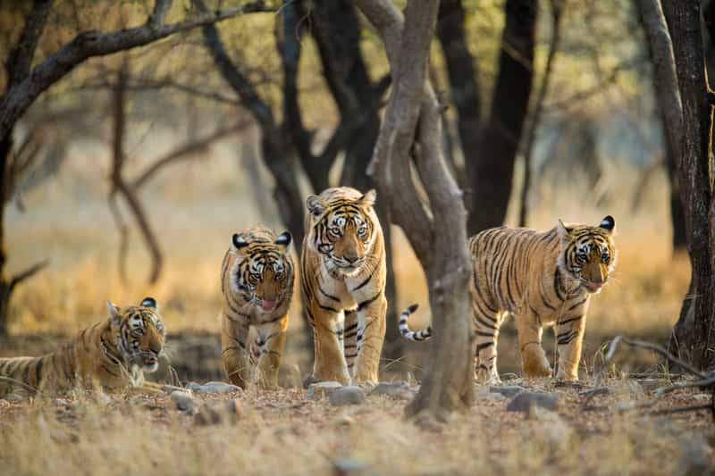 best time for safari in india