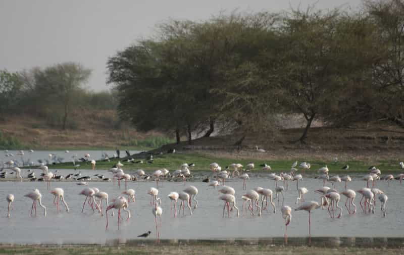 Thol lake Bird Sanctuary