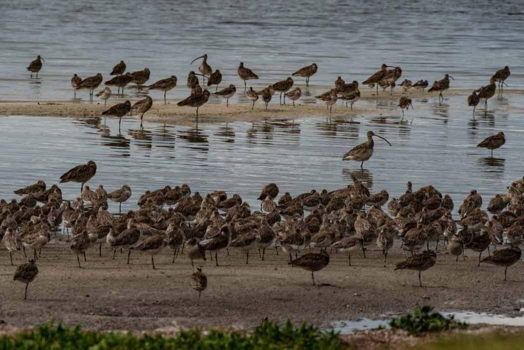 Kolleru Lake is home to many Waterfowls 