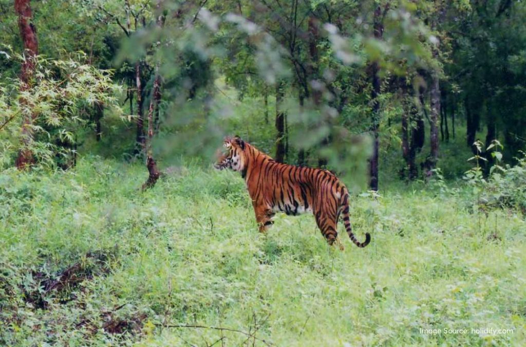 Enjoy the biodiversity at Bhadra Wildlife Sanctuary during visit to tourist places in Chikmagalur.