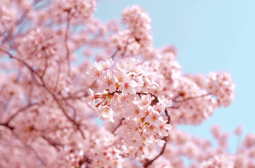 Cherry Blossoms In India Paint your Social Media With Hues Of Pink And