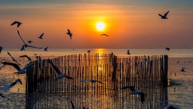 bird sanctuaries in india
