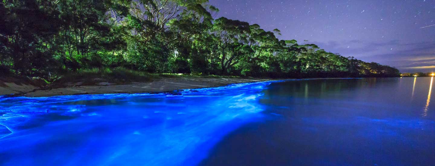 Bioluminescent Beaches: Have The Best Time On These 7 Sparkling Shores ...