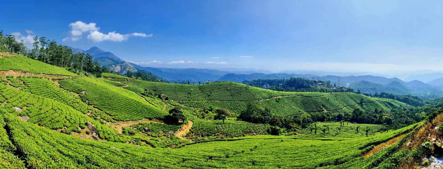 25+ Enchanting Tea Gardens in India for Blends and Brews