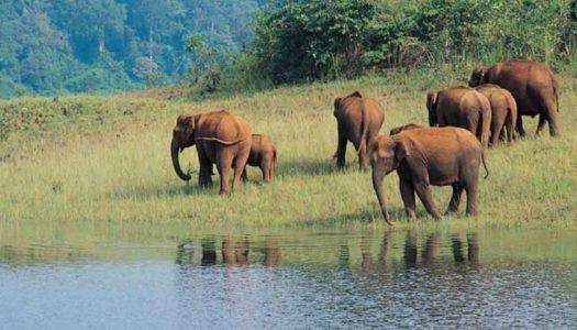 Periyar National Park: Discovering Kerala’s Wild and Protected Heritage