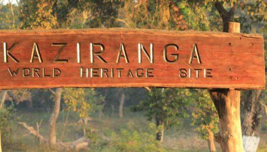 Kaziranga National Park: Venture into the Home of One-horned Rhinoceros